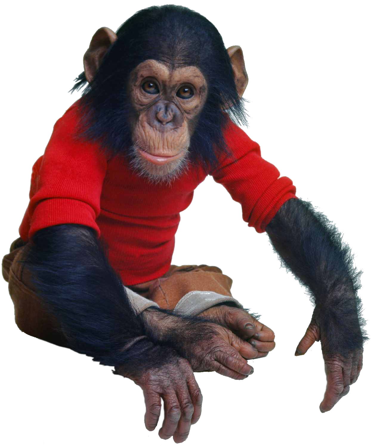 c4i-monkey